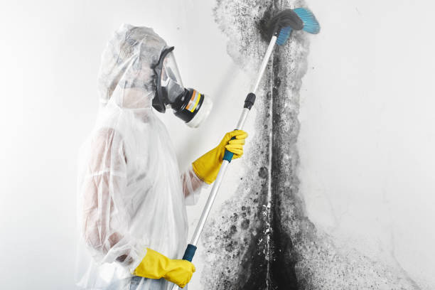Best Commercial Mold Inspection  in Tigerville, SC